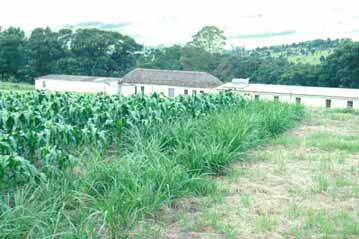 Lê Việt Dũng ở Đại học Tổng hợp Cần Thơ cũng đang hợp tác với giáo sư Johnnie van den Berg thử nghiệm dùng cỏ Vetiver để trừ sâu hại lúa.