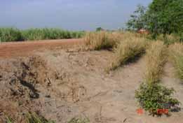 Ảnh 21: Nền đường trên đất chua phèn nặng ở Tiền Giang trước và sau khi trồng cỏ Vetiver. 4.