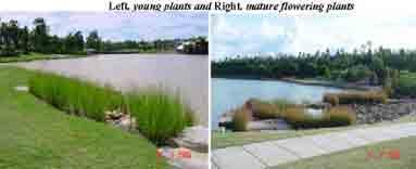 Ảnh 30: Trồng cỏ Vetiver gia cố một đoạn bờ kè gỗ dọc sông (trái) và lá cỏ được cắt ra, phơi khô làm lạt buộc lúa (phải). 5.