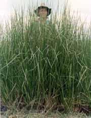 Phần thân trên mặt đất của cỏ Vetiver mọc thẳng đứng và rất cứng, chắc.