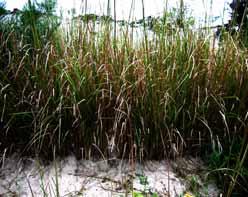 Khi đó chỉ có ngọn cỏ bị táp, còn những điểm sinh trưởng ngầm dưới đất của nó vẫn sống. Ở Ôxtralia, khi nhiệt độ xuống đến -14 o C, cỏ Vetiver vẫn sinh trưởng và phát triển.
