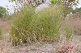 2.6.3 Giống Vetiveria nigritana Giống cỏ này có nguồn gốc từ Tây Phi và Nam Phi, có thể ra hoa, kết hạt. Phạm vi sử dụng và phân bố của nó chỉ hạn chế ở lục địa này (Ảnh 10).