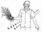 Hình 1: Tách khóm cỏ Vetiver Ảnh 2: Tách khóm (trái), nhúng bùn hoặc phân chuồng chuẩn bị trồng
