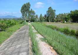 Võ Thanh Thủy và đồng nghiệp ở Trung tâm Khuyến nông tỉnh đã trồng cỏ Vetiver ở 4 địa điểm thử nghiệm - bảo vệ đê sông, đê ngăn mặn và kênh thủy lợi.