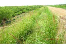 Ảnh 18: Cỏ Vetiver trên đất chua phèn hệ thống đê biển Gò Công, phía sau rừng đước (trái), giúp giảm nhẹ xói lở mái đê và tạo điều kiện cho cây cỏ bản địa phục hồi (phải) Năm