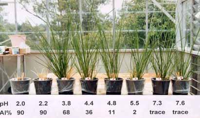 cỏ tới 890 mg/kg. Vì vậy, cỏ Vetiver đã được sử dụng rất hiệu quả để phòng chống xói mòn ở nơi đất chua, phèn với độ ph khoảng 3,5 và độ ph oxi hóa thấp tới 2,8 (Truong and Baker, 1998) (Ảnh 7, 8).