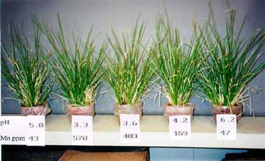 Chịu được đất mặn có hàm lượng Natri cao Cỏ Vetiver chịu được ngưỡng mặn Ecse=8dS/m, cao hơn so với các giống cây trồng và cỏ chịu mặn khác ở Ôxtralia như cỏ Bermuda (Cynodon dactylon), ngưỡng chịu