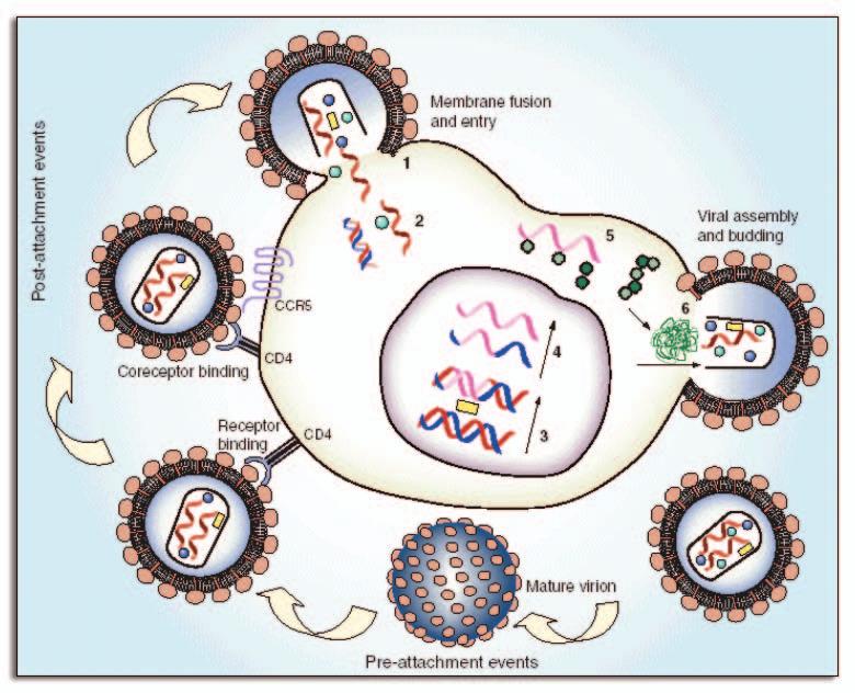 Figure 2. Life cycle of HIV-1 and potential sites of immune intervention. (1) Preattachment events: block the binding of virion to its receptor, i.e., CD4; complement mediated lysis and aggregation of infectious virion.