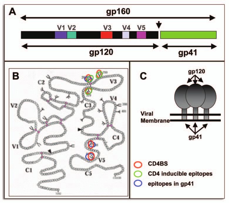 unhindered in infected individuals. Thus, HIV Env can tolerate multiple mutations and most of these mutations are positioned in variable regions that contain several glycosylation sites.