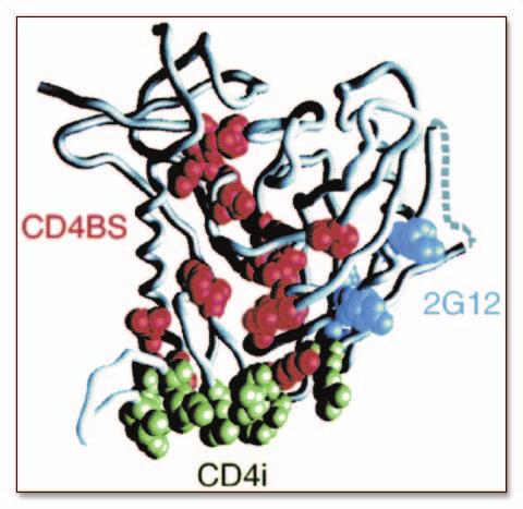 The triggered Env binds to a seven-transmembrane domain coreceptor (third section, CoR).