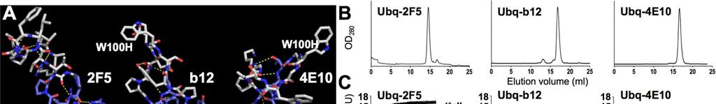 Figure 3. Design and characterization of HCDR3-grafted Ubq fusion proteins. (A) A ribbon representation of Ubq (1UBQ.