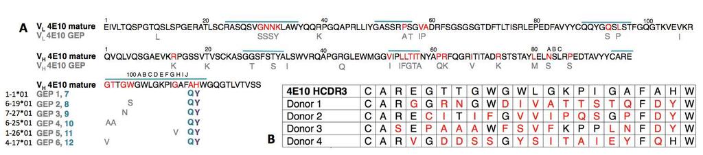 Figures Figure 1: (A) VL and VH sequences of 4E10 and GEP Fvs are shown; CDRs are indicated by a blue overscore.