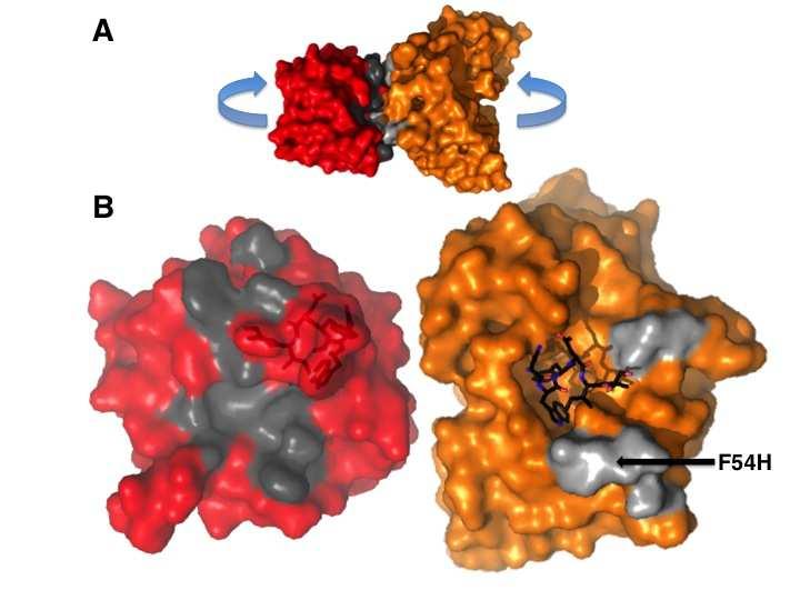 Figure 10: (A) The complex of GEP 7 (orange) bound to ES T117 (red) shown in surface representation. Non-epitope-scaffold contacts are shown in grey.