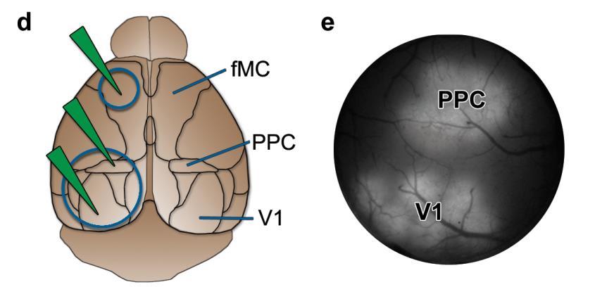 10 Distinct roles of visual, parietal, and frontal motor cortices in a memory-guided