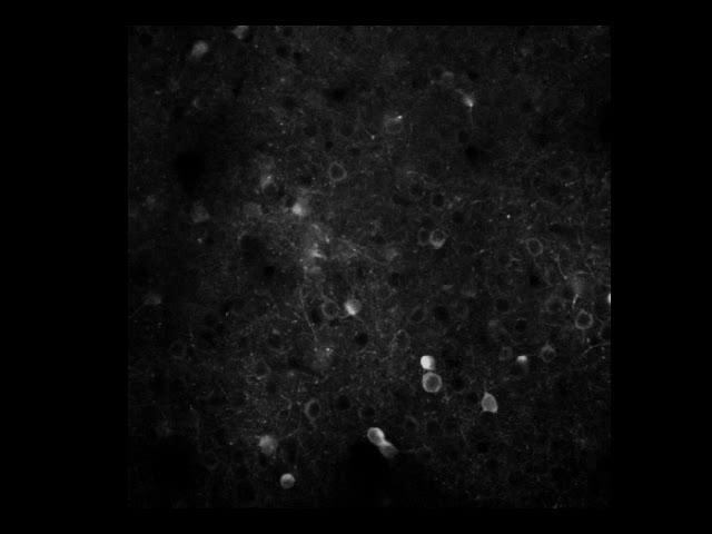 Example movie of neurons firing during