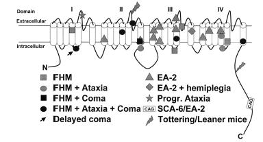 CACNA1 gene mutation Ion conducting pore forming 1A subunit of voltage dependent P/Q type neuronal calcium channels Involved in modulating neurotransmitter release like glutamate, monamines Missense