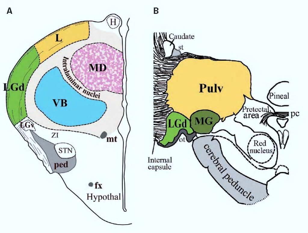 The caudal diencephalon in frontal section Left: embryonic human, resembling mature brain of many small mammals Right: Adult human P Courtesy of MIT Press.