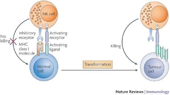 Role of NK cells