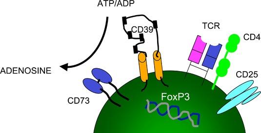 CD39 -/- mice develop autoimmune diseases A2aR, the ligand of which is adenosine, inhibits T cell responses, in part by driving CD4+ T cells to express FOXP3 and hence to develop into TReg cells.