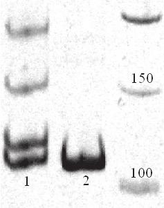 . - - Eb., - ICR. 50-60. C57BL/6 BALB/c, -. - Eb " " -.,,. - - ICR, - Eb (. 2,,, ).. 2. ICR, Eb : 1 ICR; 2 C57BL/6; 3 50 bp DNA Laber (Fermentas). -, ICR 10% -, -,,. 1. Shah S.N., Hile S.E., Eckert K.