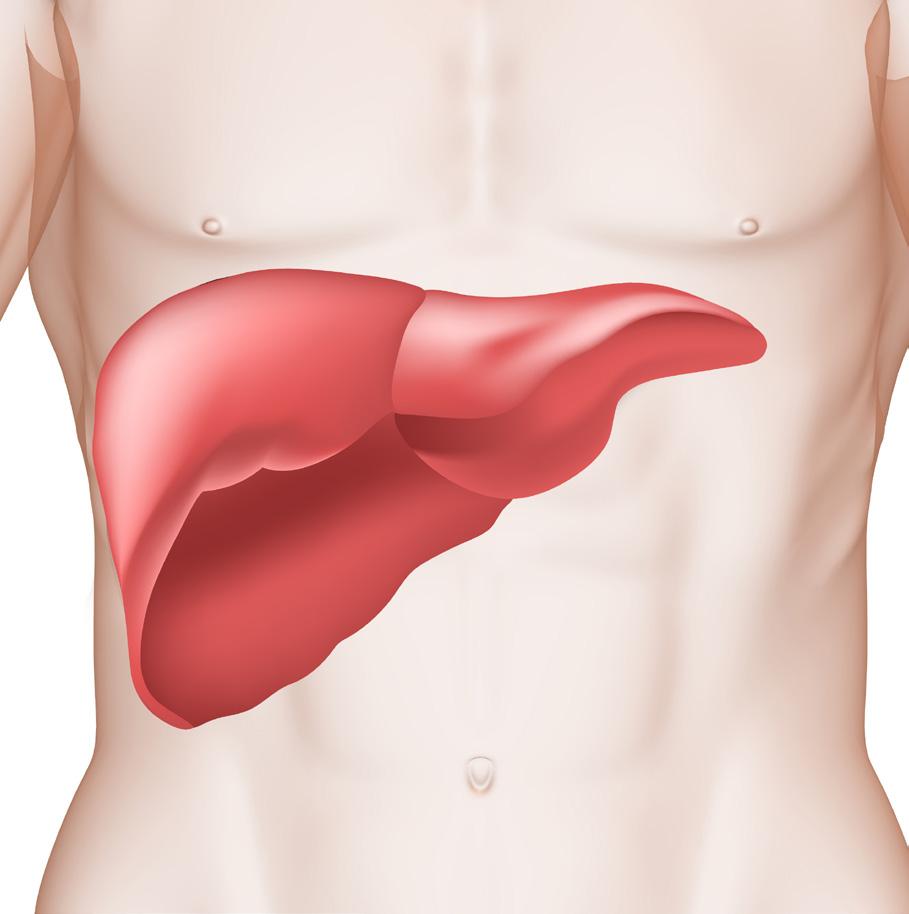Why is the liver important? Your liver is a vital organ that performs many essential functions.