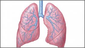 OUTLINE: What is asthma? Obesity and asthma Diet Quality and Asthma Myth busters Take home messages What is Asthma?