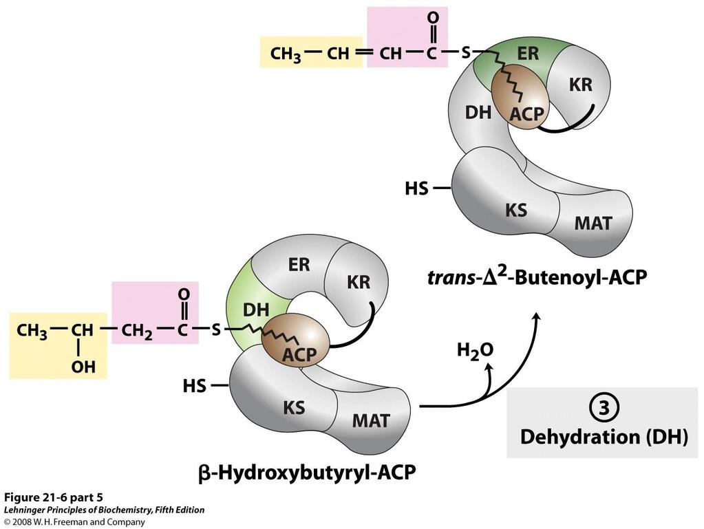 Step 3: A water molecule is removed from b-hydroxybutyryl-acp to produce
