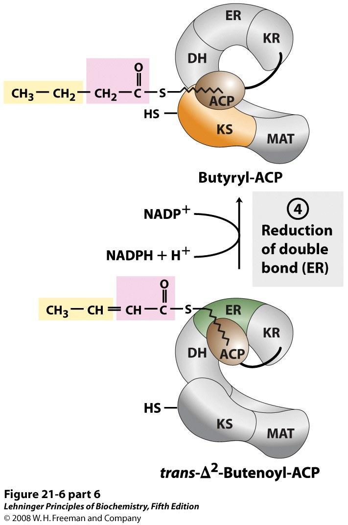 Step 4: The carbon-carbon double bond in trans- 2-butenoyl-ACP is reduced by NAPDH in a