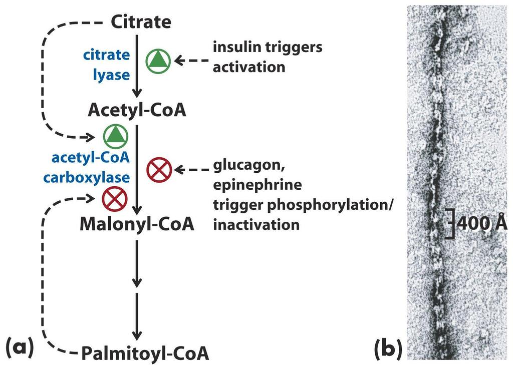 Acetyl-CoA carboxylase is regulated by allosteric effectors and reversible phosphorylation