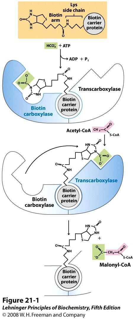 Acetyl-CoA carboxylase catalyzes the two-step