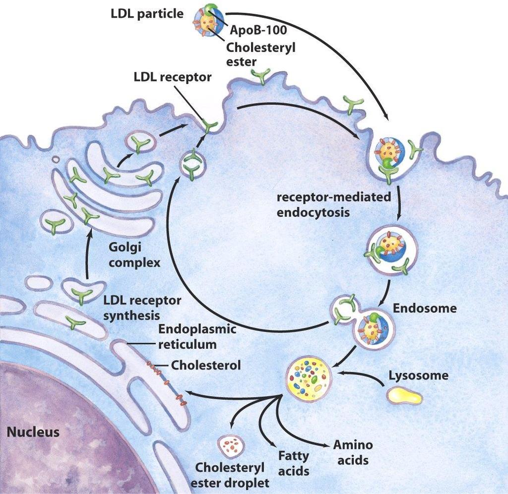 LDL receptors are recycled to the cell surfaces