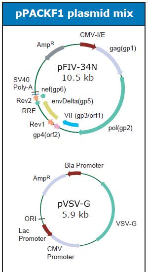 The pfiv-34n plasmid contains the structural (gag), regulatory (vif, gp4, rev, nef) and replication (pol) genes which code for the proteins required to produce the lentivirus.