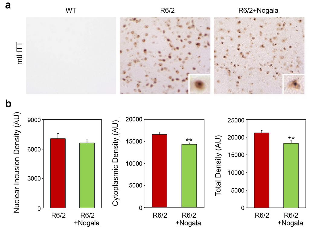Supplementary Figure 7. Nogalamycin reduces immunoreactivity of mhtt in the striatum of HD transgenic (R6/2) mice.