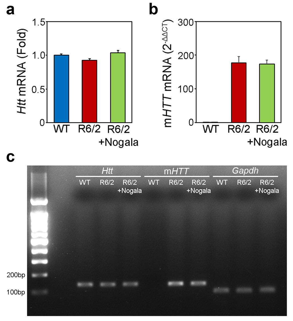 Supplementary Figure 8. Effect of nogalamycin on endogenous Htt and mutant HTT (mhtt) transgene expression in HD transgenic (R6/2) mice.