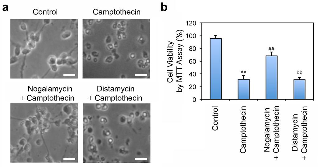 Supplementary Figure 9. Nogalamycin prevents camptothecin-induced primary neuronal death. a Nogalamycin protects primary neurons from genotoxic neuronal damage.