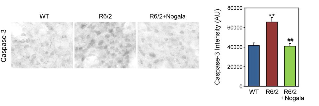 Supplementary Figure 10. Nogalamycin reduces immunoreactivity of activated caspase-3 in the striatum of HD transgenic (R6/2) mice.