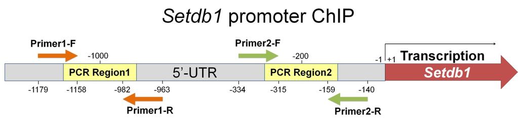 Supplementary Table 4. The list of qpcr primers for the detection of H3K9me3 occupancy in the 5 -UTR promoter of Setdb1/Eset gene.
