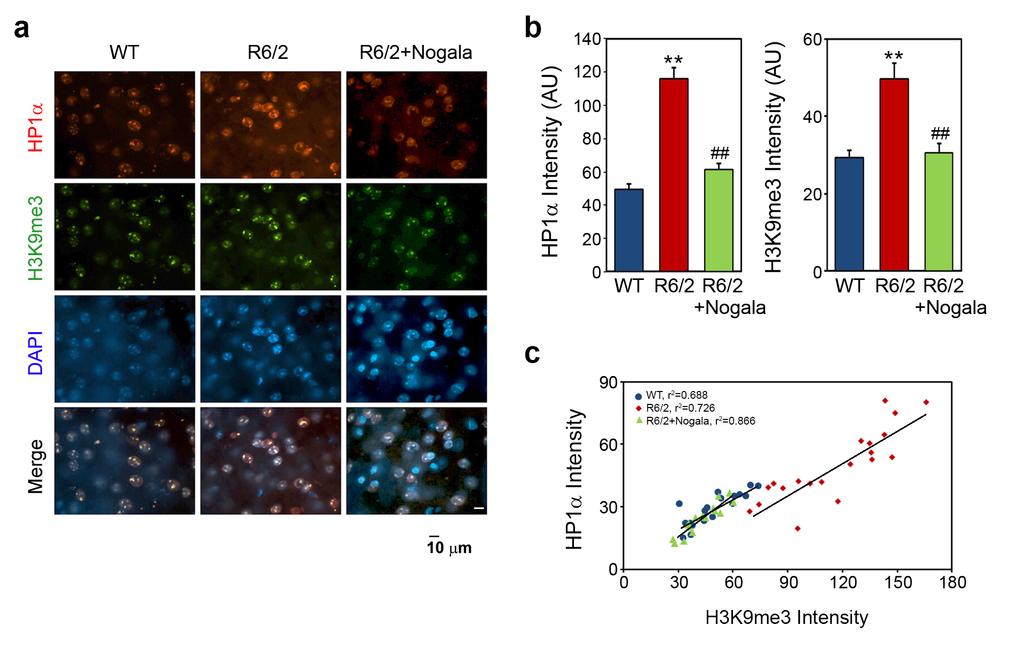 Supple Figure 2. Nogalamycin reduces the colocalization of heterochromatin binding protein 1 alpha (HP1α) and H3K9me3 in HD transgenic (R6/2) mice.