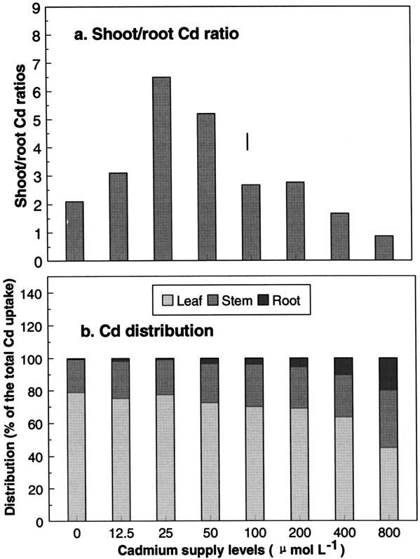 185 (Figure 3a). The values of Cd concentration ratios of shoots to roots were over 2 at the Cd supply levels 200 µmol L 1.