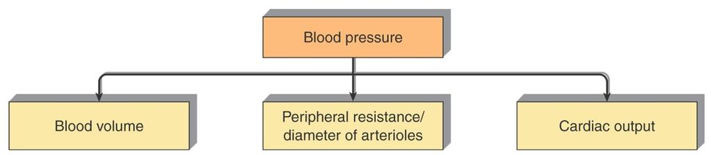 REGULATION OF BLOOD PRESSURE Blood volume: Renin-Angiotensin System Angiotensin AT1 receptors Diuresis/Natriuresis Diuretics Inhibitors of RAS Diameter of arterioles (resistance vessels) Sympathetic