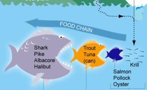 Bio-Accumulation Aquatic food-chain Concentration of heavy metals (including many