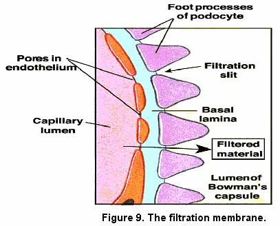 formation. Between these two layers, there is a space known as capsular space which receives the fluid filtered from the capillaries.
