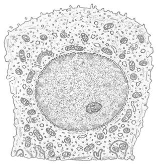 However, the basal parts exhibit infoldings of the plasma membrane partitioning the cytoplasm into narrow compartments perpendicular to the base of the cells.