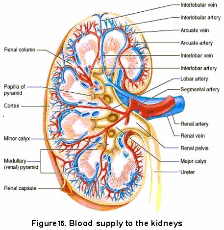 RENAL BLOOD SUPPLY A short wide renal artery is branched from the abdominal aorta, one for each kidney, and enters the hilum of the kidney where it breaks up into numerous branches, the interlobular