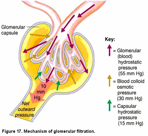 The blood flow through the kidneys are regulated in spite of the variations of the systemic blood pressure (autoregulation of renal blood flow).