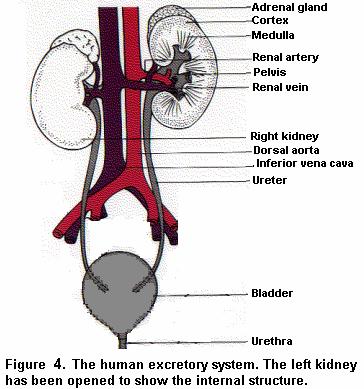 EXTERNAL STRUCTURE Two Kidneys They are dark, red, bean-shaped and lie in the upper part of the abdominal cavity against the dorsal body wall (Fig. 4).