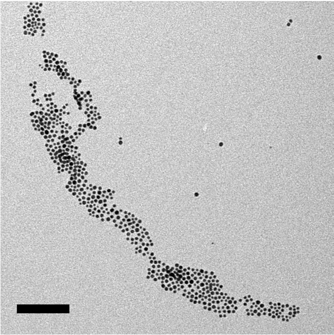 Supplementary Figure 1. Nanoparticle arrays on protein filament templates.