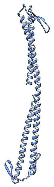 1 8 2-way 3 K 2-way 353 K ns β-sheet 2 ns loop RMSF (Å) 6 4 hinge 2 5 1 15 2 25 Residue numer α-helix X1 X2