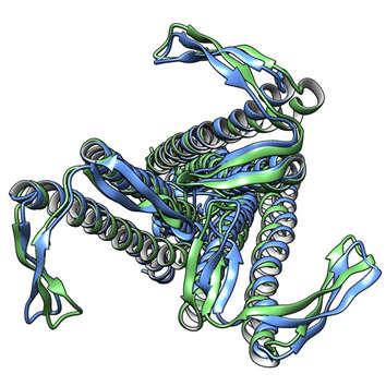 , Protein models of the two-way connector at the start of the simulation (green) and after 2 ns simulation