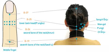 the posterior head and neck = the back side of the distal phalanx of the middle finger.